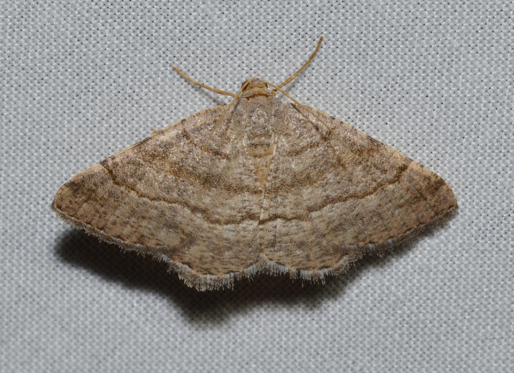 Three-lined and Faint-spotted Angles and Allies