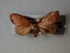 Slossonella tenebrosa