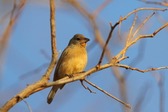 Passerina rositae