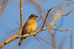 Passerina rositae