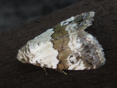 Maliattha signifera