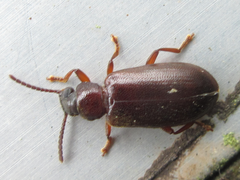 Luprops orientalis