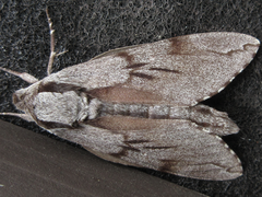 Sphinx morio arestus