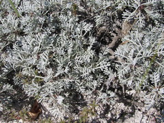Artemisia hololeuca