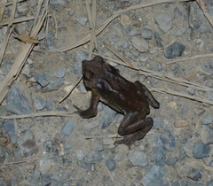 Rhinella margaritifera