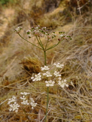 Perideridia gairdneri