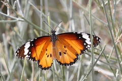 Danaus chrysippus