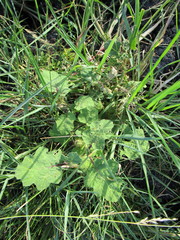 Solanum campechiense