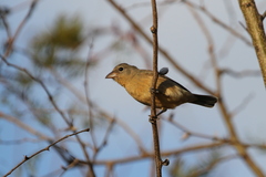 Passerina rositae