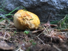 Calvatia rubroflava