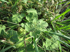 Solanum campechiense