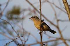 Passerina rositae