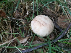 Calvatia rubroflava