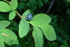 Vaccinium alaskaense
