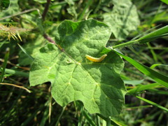 Solanum campechiense
