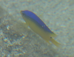 Stegastes xanthurus