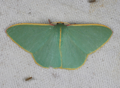 Chlorocoma assimilis