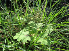 Solanum campechiense