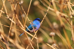 Passerina rositae