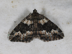 Chrysolarentia gypsomela