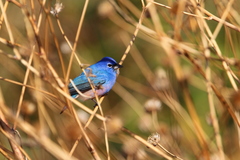 Passerina rositae