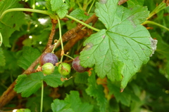 Ribes acerifolium