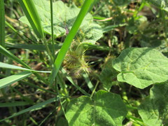 Solanum campechiense