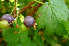Ribes acerifolium