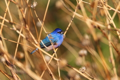 Passerina rositae