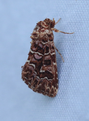 Callopistria granitosa