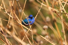 Passerina rositae