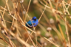 Passerina rositae