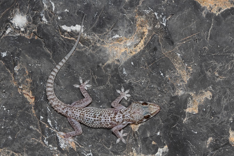 Hajar Mountain Gecko