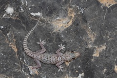 Hemidactylus hajarensis