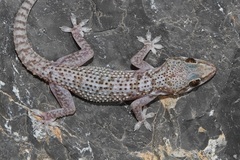 Hemidactylus hajarensis