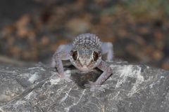 Hemidactylus hajarensis