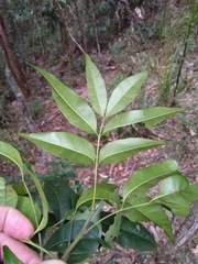 Dysoxylum