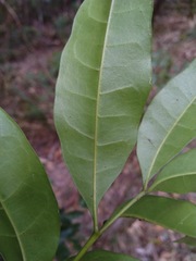 Dysoxylum