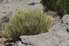 Euphorbia larica