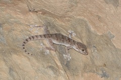 Ptyodactylus orlovi