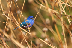 Passerina rositae