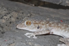 Ptyodactylus