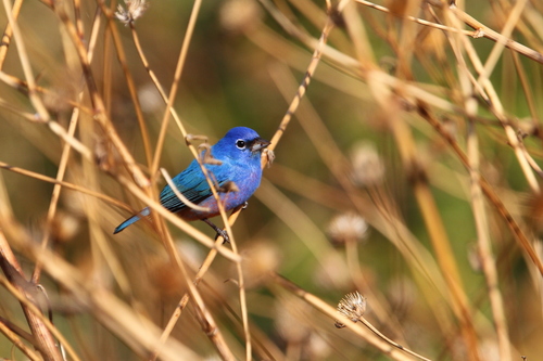 Rose-bellied Bunting