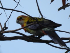 Platycercus eximius x adscitus