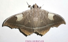 Midila lamia