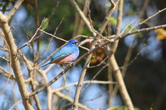 Passerina rositae