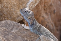 Pseudotrapelus jensvindumi