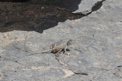 Pseudotrapelus jensvindumi