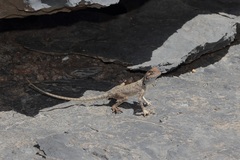 Pseudotrapelus jensvindumi