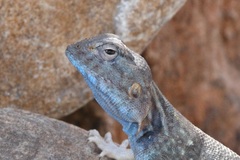 Pseudotrapelus jensvindumi